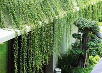 Tránh nắng cho nhà ở với những cây xanh dễ trồng