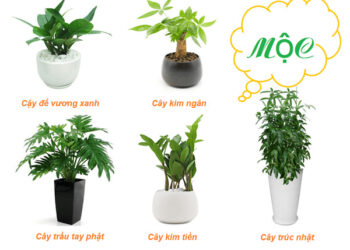 Cay canh cho nguoi menh moc